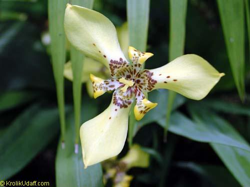 Neomarica longifolia, Trimezia martinicensis, Yellow Walking Iris, Apostle Plant, Martinique trimezia