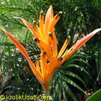 Heliconia psittacorum Choconiana - Parakeet Flower

Click to see full-size image