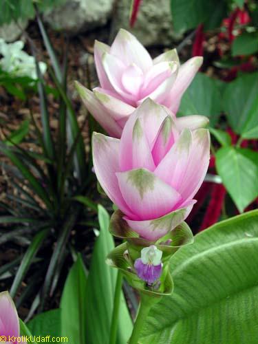 Curcuma sp., Siam Tulip, Turmeric