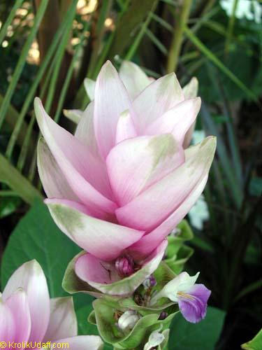 Curcuma alismatifolia, Siam Tulip. Curcuma alismatifolia Pink