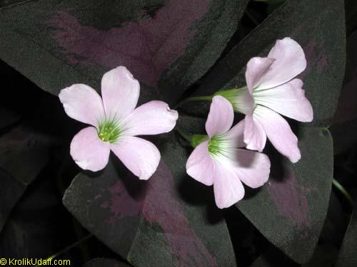 Oxalis triangularis, Oxalis regnellii, Purple Shamrock, Love Plant 