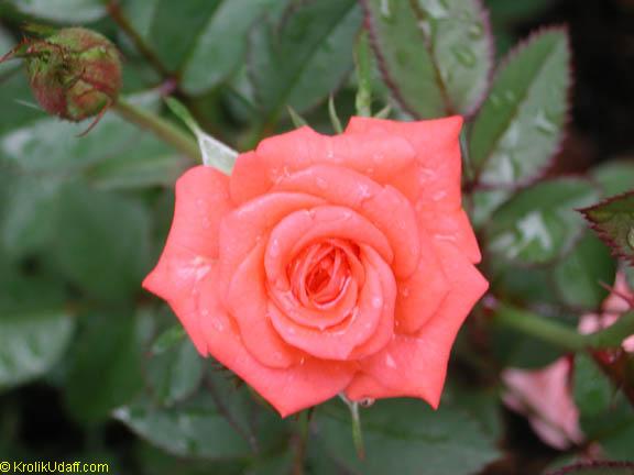 Grow Beautiful Roses - A Home Gardening Guide