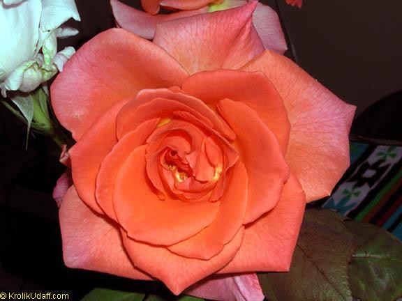 Beautiful Roses Picture Gallery (Page 2) - TopTropicals.com