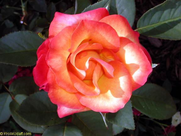 Rose bush Flower