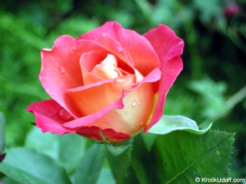 Rosa (double flower) , Rose