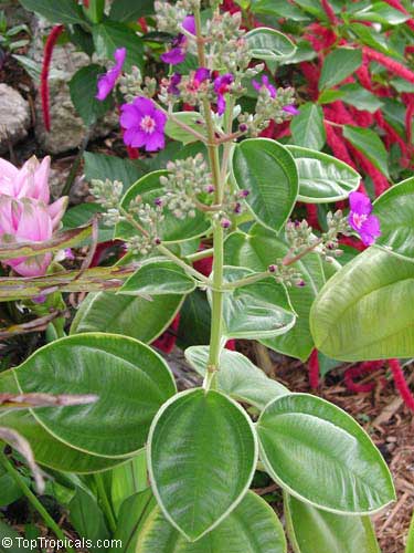Pleroma heteromallum, Tibouchina multiflora, Tibouchina grandifolia, Tibouchina heteromalla, Glory bush, Quaresmeira