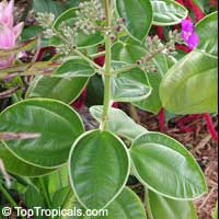 Tibouchina multiflora, Tibouchina grandifolia, Tibouchina heteromalla, Glory bush, Quaresmeira

Click to see full-size image