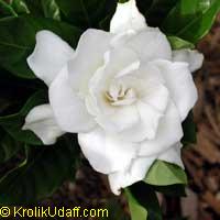 Gardenia x jasminoides Belmont