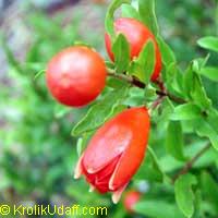 Punica granatum Nana, Dwarf Pomegranate

Click to see full-size image
