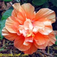 Hibiscus Jane Cowel, Hibiscus Jane Cowel Double peach

Click to see full-size image