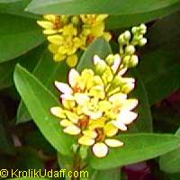 Galphimia gracillis, Galphimia gracilis, Galphimia glauca, Thriallis, Rain of Gold, Spray of Gold