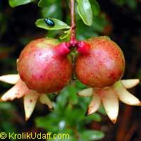 Punica granatum Nana, Dwarf Pomegranate

Click to see full-size image
