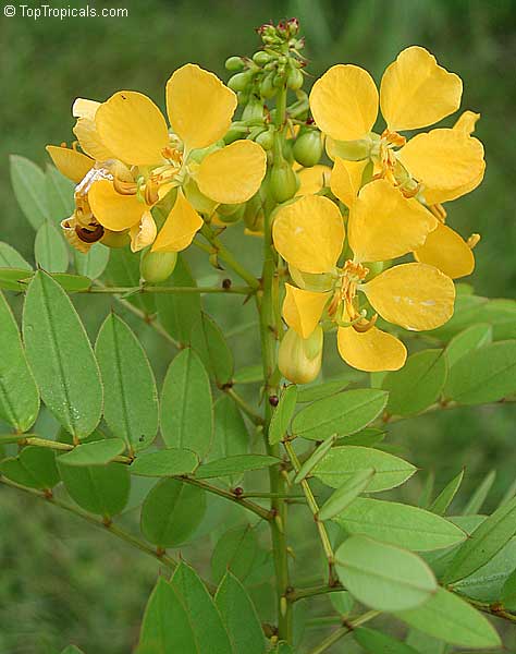 Cassia bahamensis (Senna mexicana) - Bahama Senna