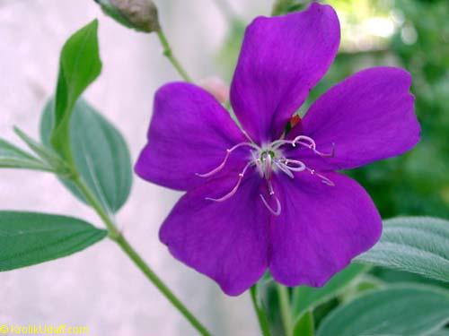 Tibouchina urvilleana, Tibouchina semidecandra, Lasiandra semidecandra , Glory Flower, Princess Flower