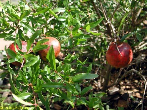 Punica granatum Nana, Dwarf Pomegranate