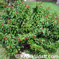 Jatropha integerrima, Jatropha pandurata, Spicy Jatropha, Coral Plant, Peregrina, Physic Nut

Click to see full-size image