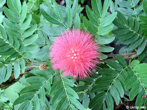 Calliandra haematocephala, Calliandra inaequilatera, Rose cascade, Blood Red Tassel Flower