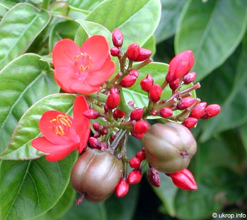 Jatropha integerrima, Jatropha pandurata, Peregrina, Spicy Jatropha, Coral Plant, Physic Nut