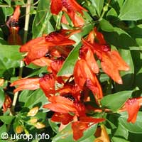 Ruttya fruticosa Orange, Rabbit Ears, Orange Bird, Hummingbird plant

Click to see full-size image