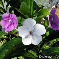 Brunfelsia pauciflora, Brunfelsia calycina, Brunfelsia eximia, Brazil Raintree, Yesterday-Today-Tomorrow

Click to see full-size image