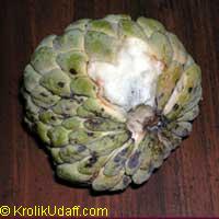 Annona squamosa, Sugar Apple, Custard Apple, Sweetsop-Anon, Sweetsop, Atis, Sitafal, Seetha Payam, Araticum, Sharifa. Var. Thai-Lessard