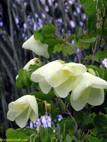 Bauhinia tomentosa, Yellow Orchid Tree, Yellow Bell Bauhinia, St. Thomas Tree