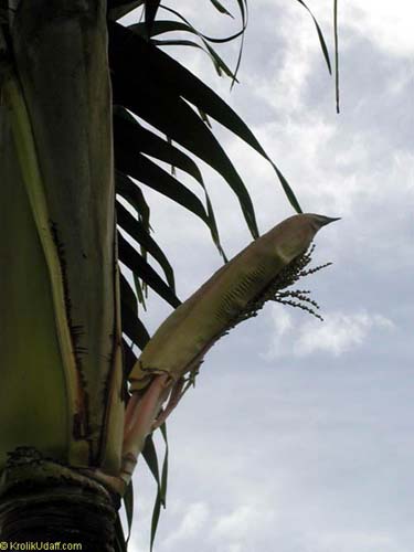 Archontophoenix alexandrae, Ptychosperma alexandrae, King Palm, Alexandre Palm, Nothern Bangalow Palm