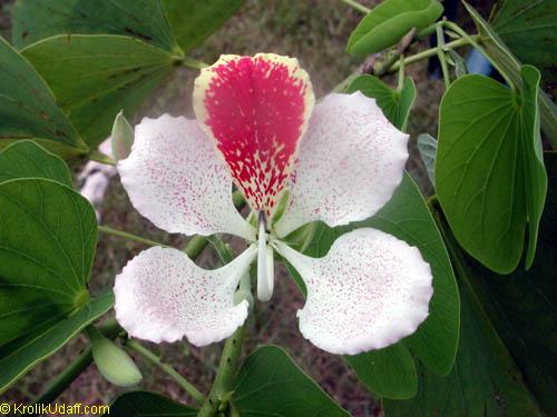 Bauhinia monandra - Napoleons Plume Orchid Tree