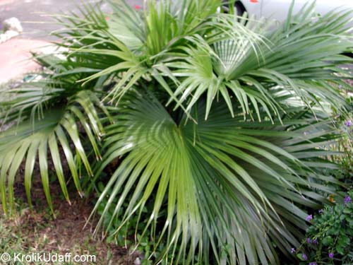 Livistona chinensis, Chinese Fan, Chinese Fountain Palm
