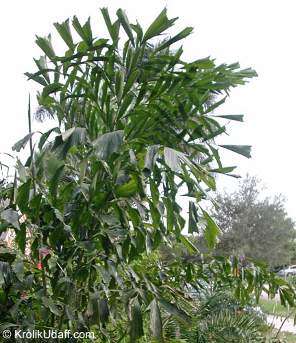 Caryota mitis, Fish Tail Palm