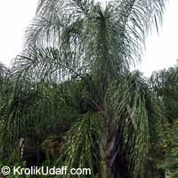 Syagrus romanzoffiana, Syagrus romanzoffianum, Arecastrum romanzzoffianum, Cocos australis, Cocos plumosa, Queen Palm

Click to see full-size image