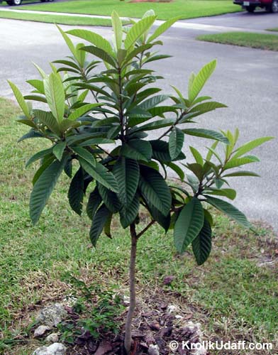 Eriobotrya japonica, Loquat, Japanese Plum, Nispero. 1 y.o. tree