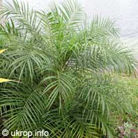 Phoenix roebelenii, Pigmy Date Palm

Click to see full-size image