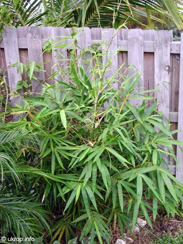 Bambusa sp., Common bamboo. Bambusa oldhamii