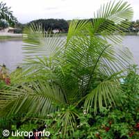 Dypsis lastelliana, Neodypsis lastelliana, Redneck Palm, Teddy Bear Palm

Click to see full-size image
