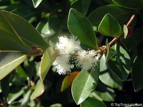 Psidium cattleyanum, Psidium littorale, Psidium chinense, Cattley Guava ...