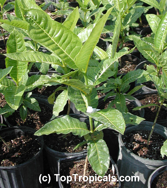 Gardenia vanuatuensis, Vanuatu Gardenia Gardenia vanuatuensis, Vanuatu Gardenia