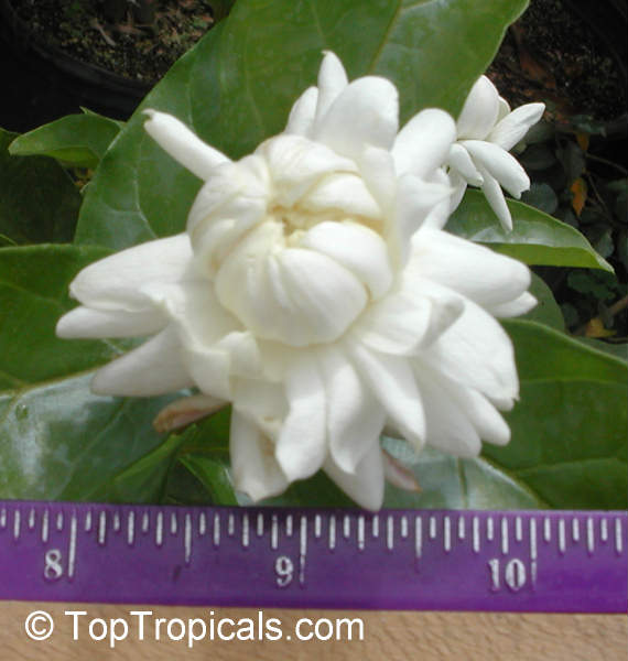 Jasminum sambac Grand Duke Supreme, Jasminum Supreme. Variety Supreme - flower is almost 2 inches in diameter
