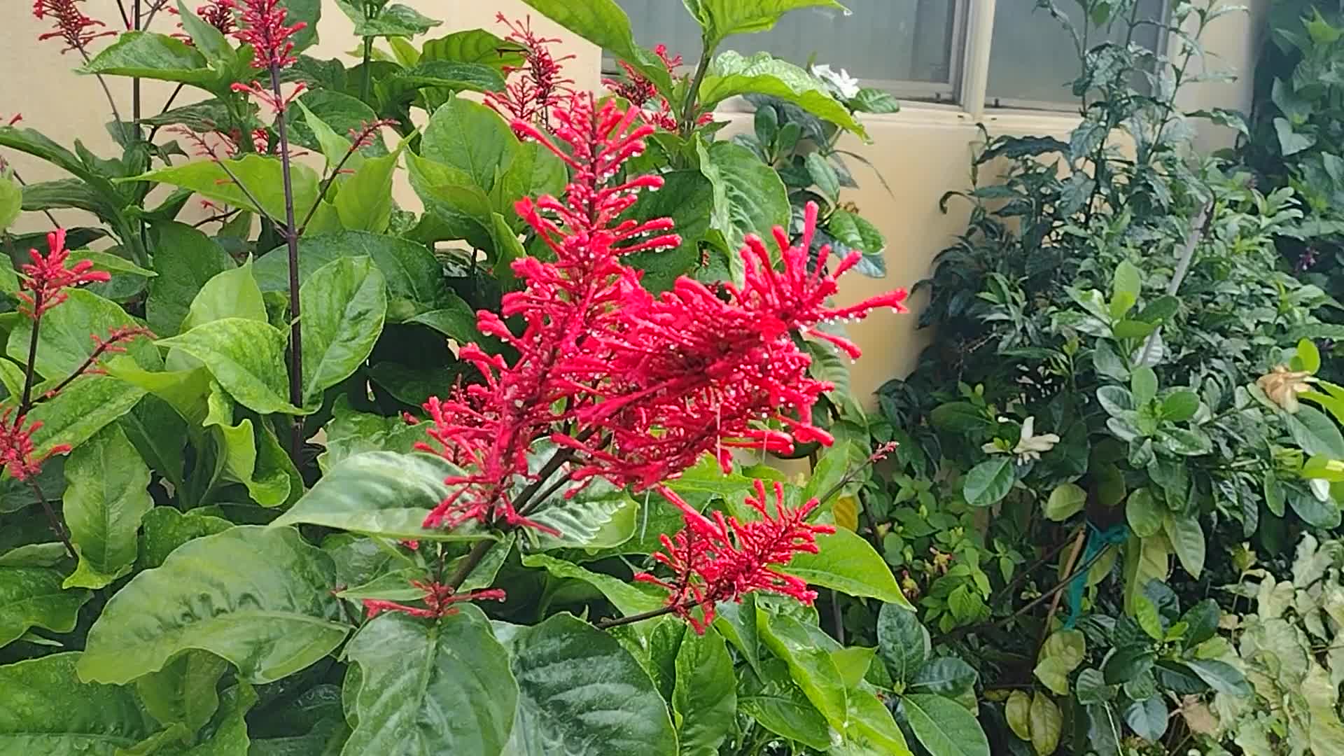 chufa plant Chufa Seeds