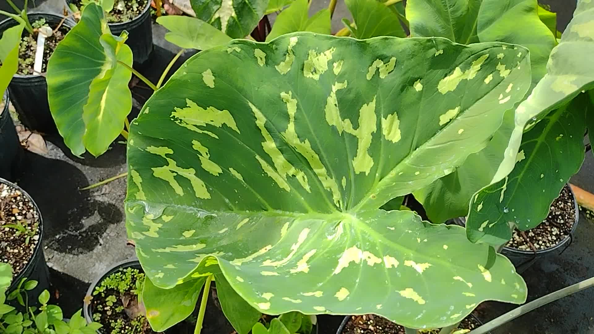 Several popular varieties of Colocasia.