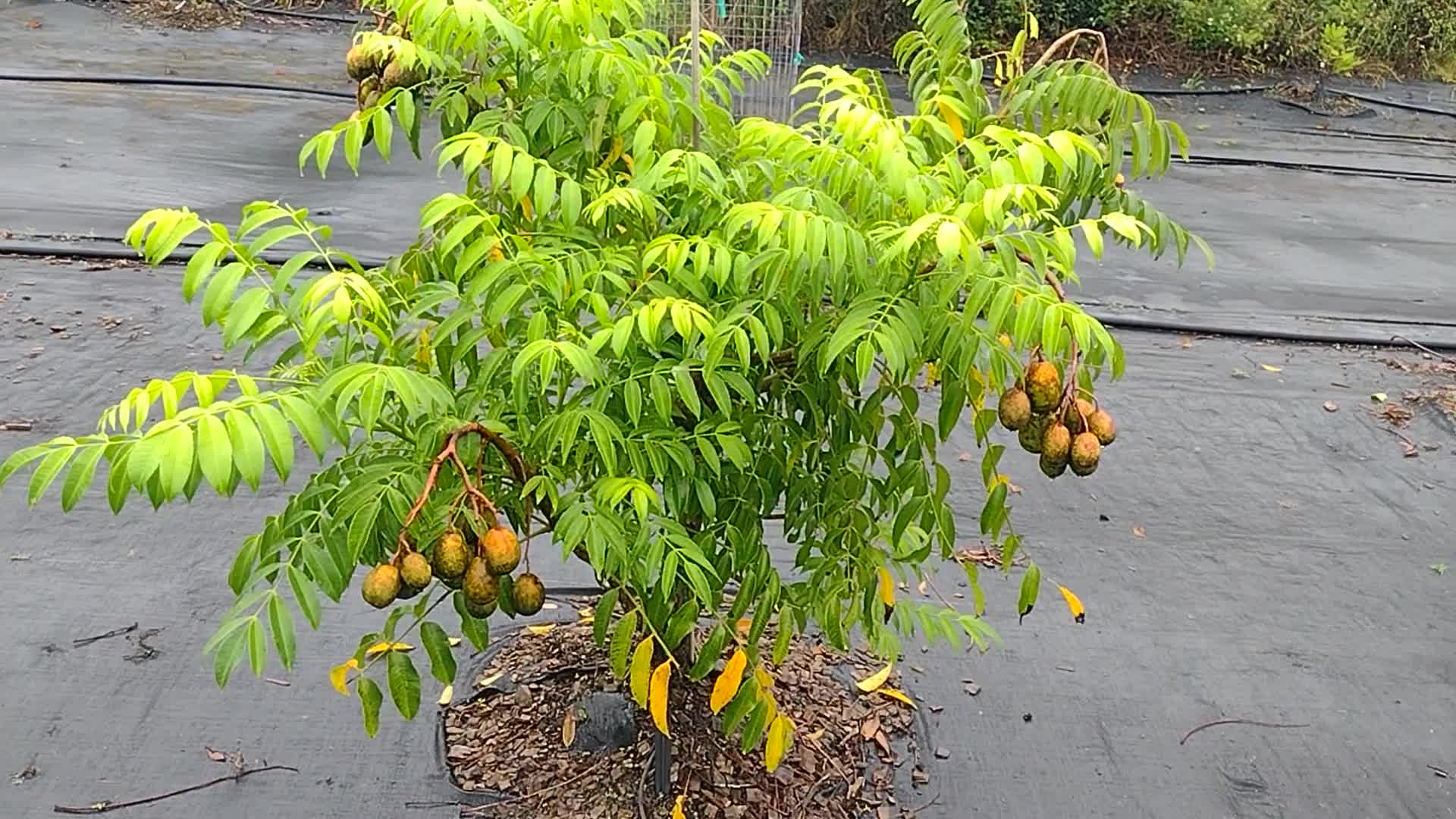 Spondias dulcis (June Plum) | Top Tropicals Plant Encyclopedia