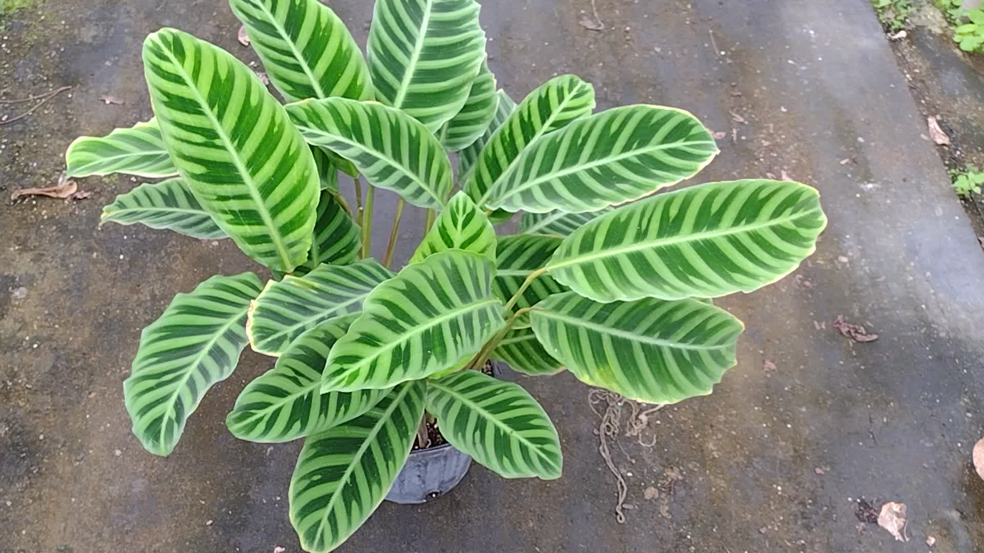 Calathea Zebrina.