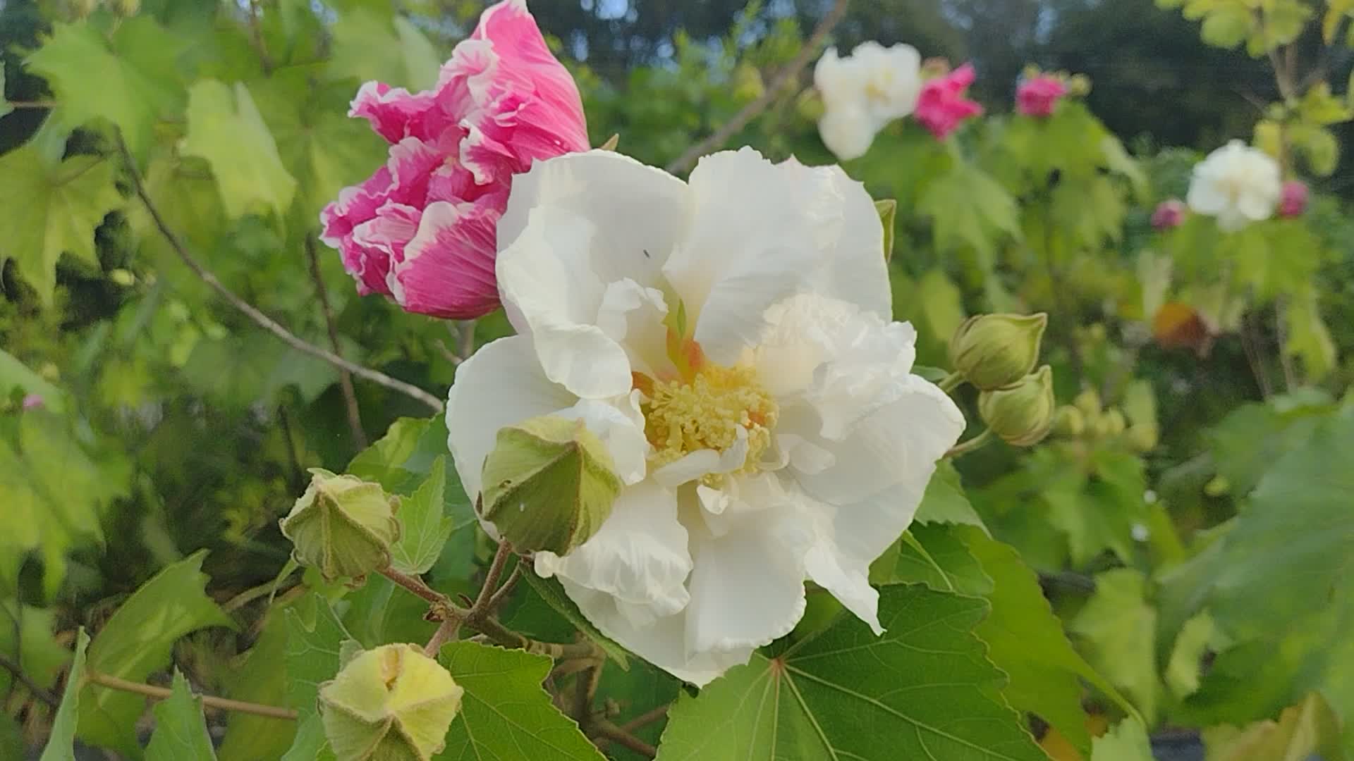 Hibiscus mutabilis, Confederate Rose, Cotton Rose, Common Rose Mallow.