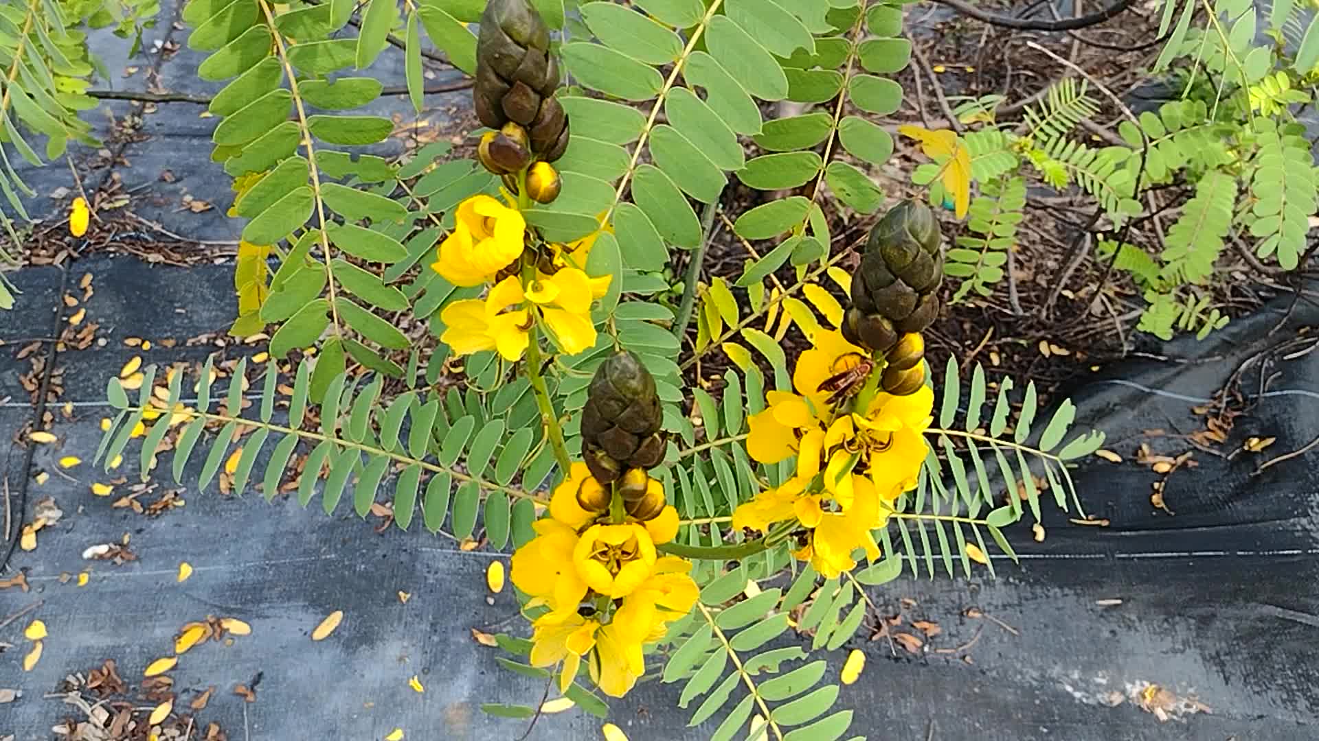 Cassia didymobotrya.
