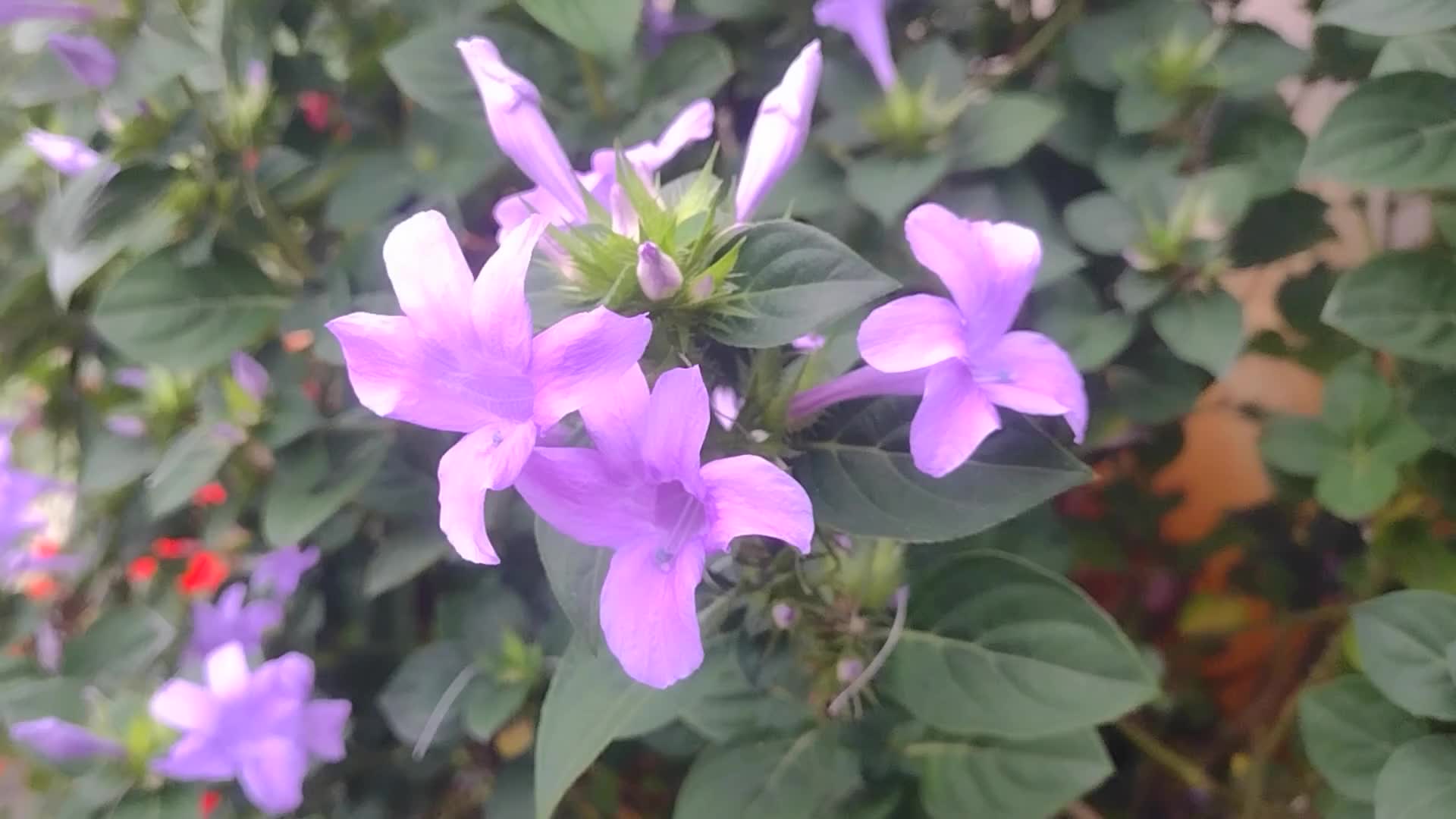 Barleria cristata