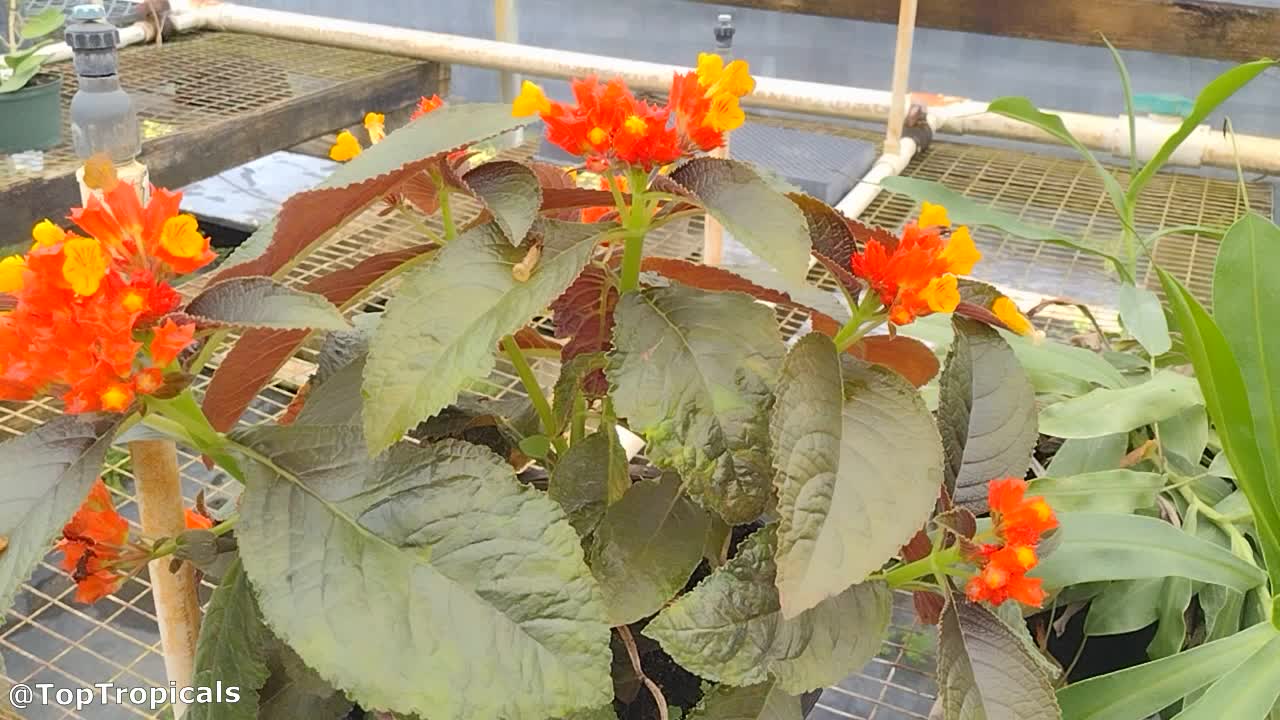 Chrysothemis pulchella (Copper Leaf) | Top Tropicals Plant