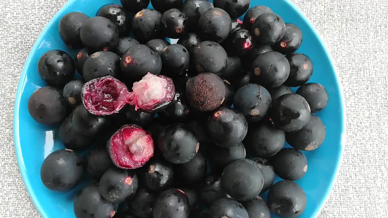 Myrciaria cauliflora (Jaboticaba) | Top Tropicals Plant