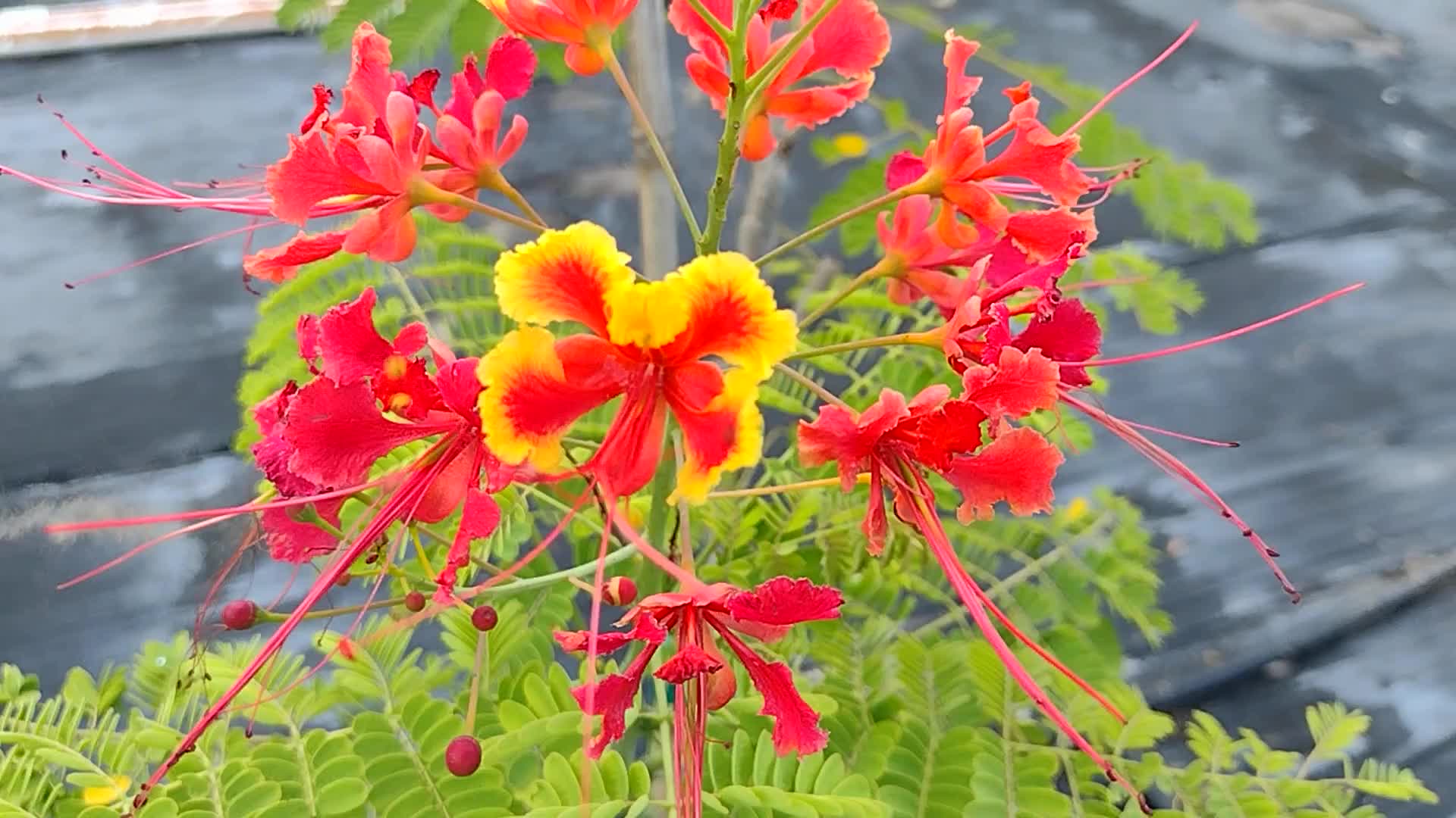 Caesalpinia pulcherrima.