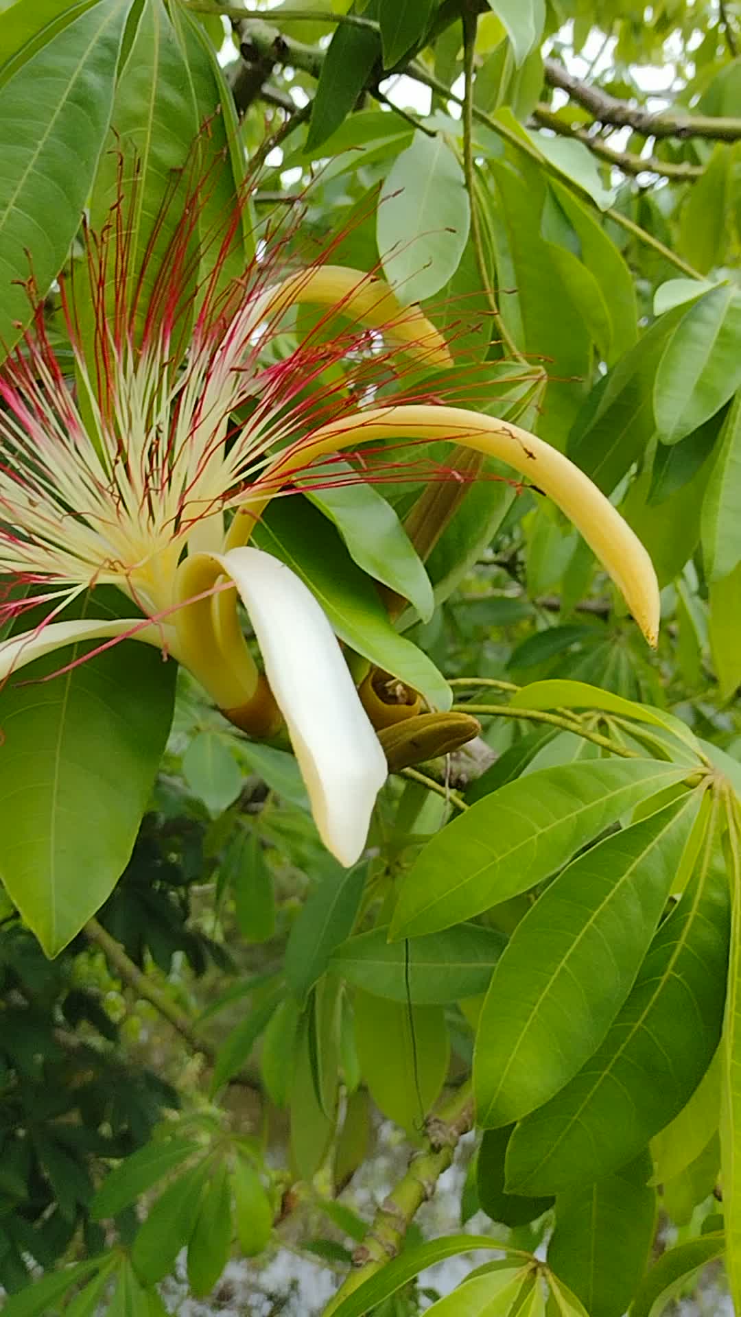 Pachira aquatica.