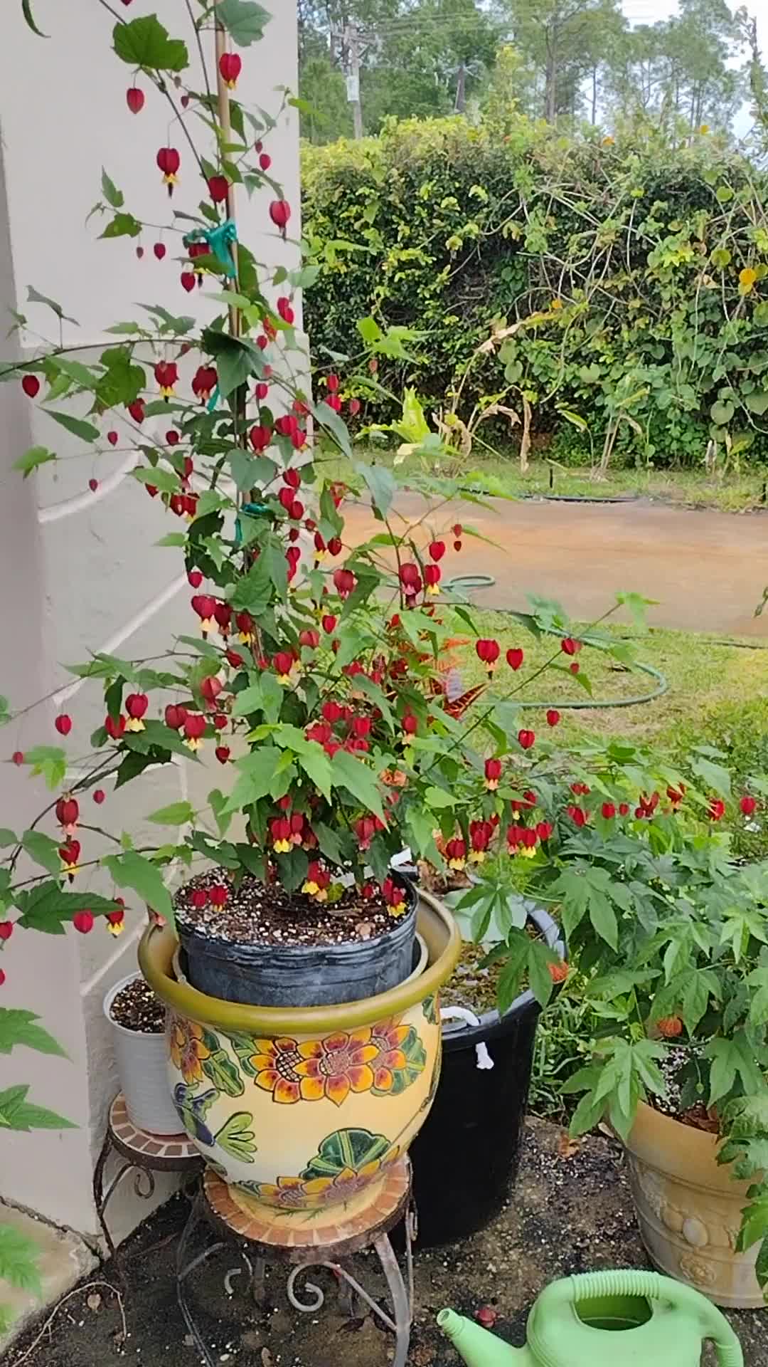Abutilon megapotamicum.